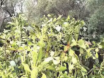Début du Sentier des Crêtes - Principiu di u Chjassu di e Creste