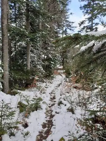Chemin du bois