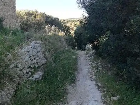 Photo de Riserva naturale orientata Pino d'Aleppo