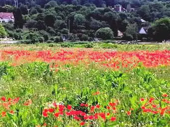 Photo de Prairie Communale Du Mesnil Le Roi