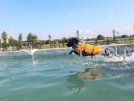 DoggySplash