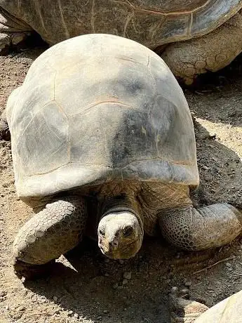Photo de Tartarughe Giganti