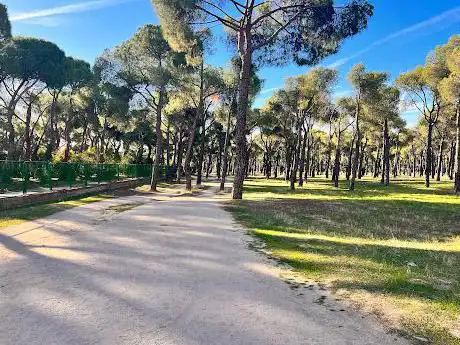Photo de Pine forest of San José