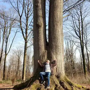Les Jumelles (Arbre)