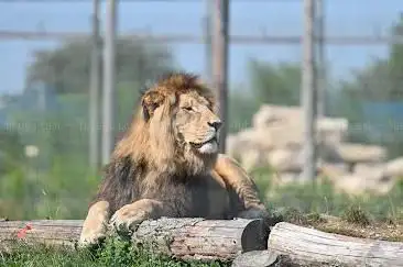 Photo de Wolds Wildlife Park