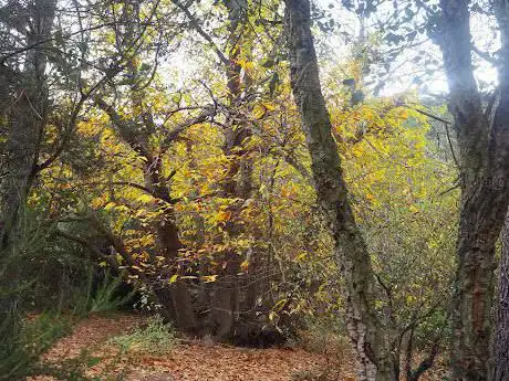 Photo de La Castañera
