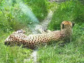Toni's Zoo