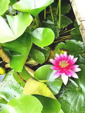 Photo de Paix Garden