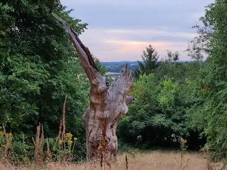 Photo de Quintopus Tree