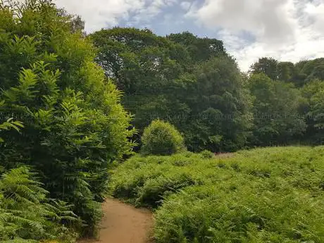 Borthwood Copse