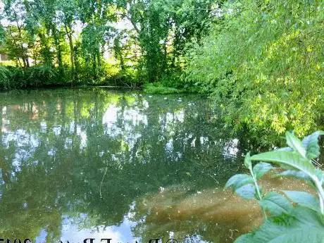 The Duck Pond