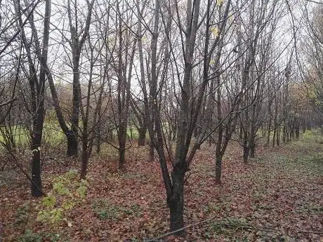 Photo de Bosco di Dalmine