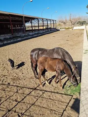 Photo de Club Equestre Quesada