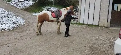 Photo de A.S.D. Cavallo Amico