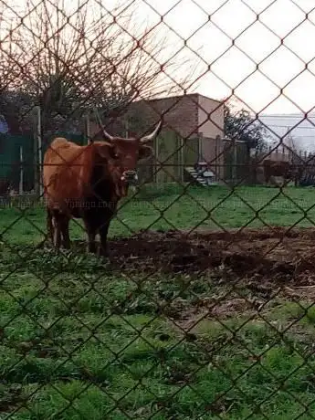 Photo de Camiño das Bestas 1