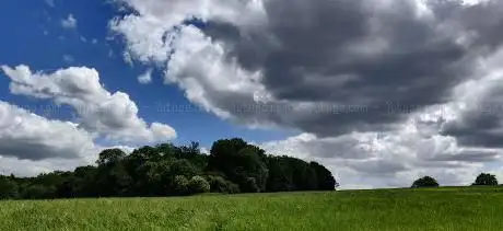 CHÊNES ROBUSTE ET FLEUR DE LYS