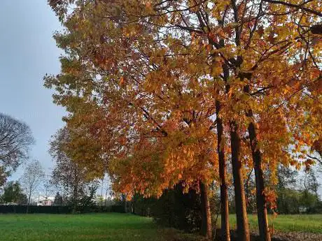 Orti Comunali