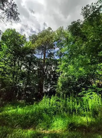 Shaw's Community Woodland