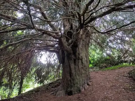 Photo de Monumento Natural del Tejo de Lago