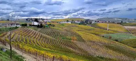 Le colline del Barbaresco