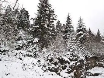 Office National des Forêts (O.N.F)