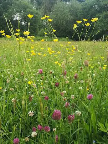 Taffs Well Park Biodiversity Area
