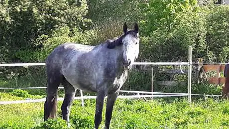 Photo de Poney club du bois herpin
