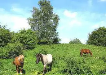Klarenhoek