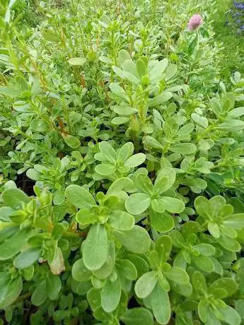 Photo de Jardin du Mont Pointu