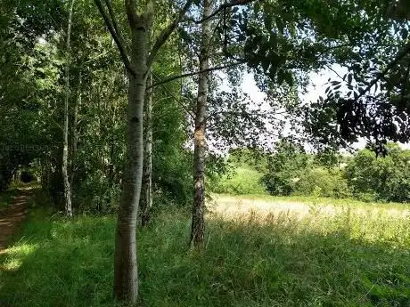 Photo de North Wellingborough Tree Belts