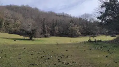 Prato dei Porcini