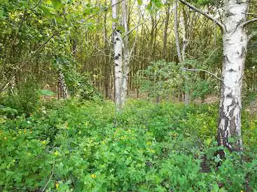 Photo de Raverschootbos
