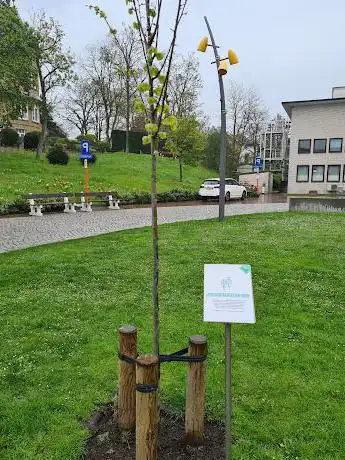 De vriendschapsboom