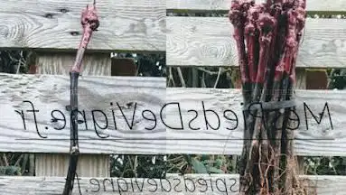 Photo de Mespiedsdevigne