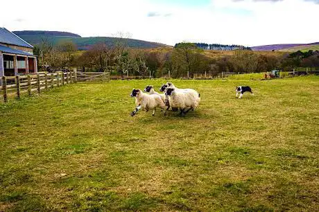 Photo de Dunfin Farm