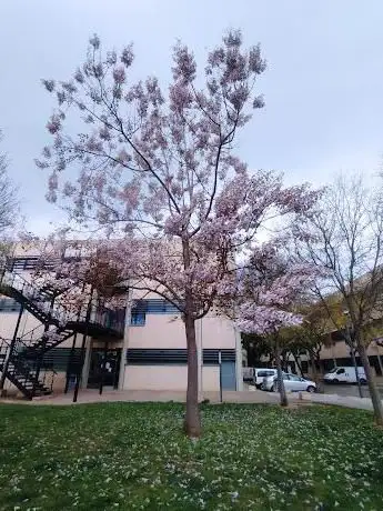Photo de Paulownia