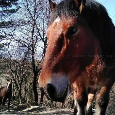 Photo de Zaldiko doma natural
