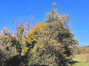 Photo de Milleniumswald