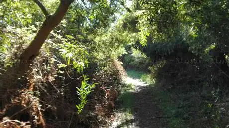 Mata Nacional da Gelfa