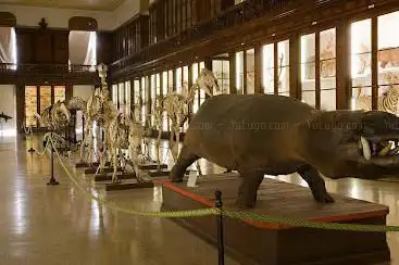 Photo de Zoological Museum of Naples