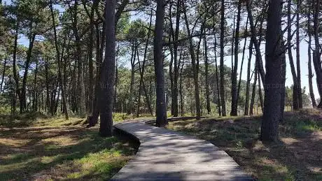 Piñeiral Castrexo