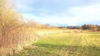 Röhrichte im Wört