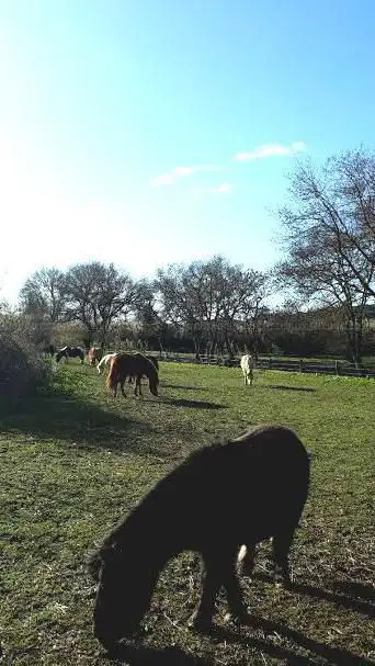Photo de Pony Club Le Rouget