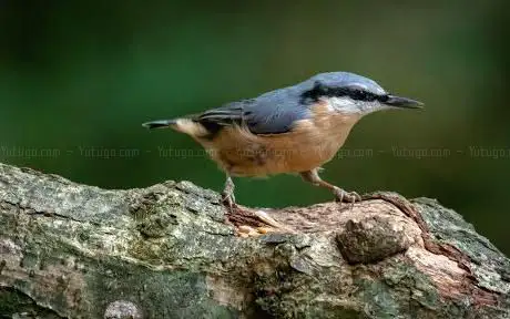 RSPB Swell Wood