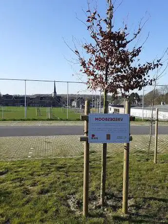 VREDESBOOM