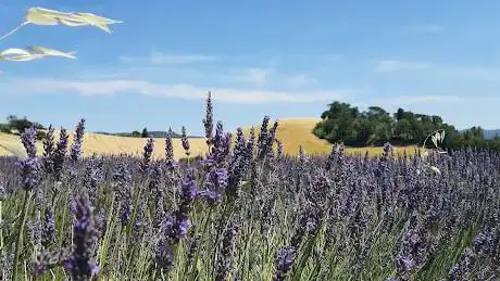Photo de Campo di lavanda