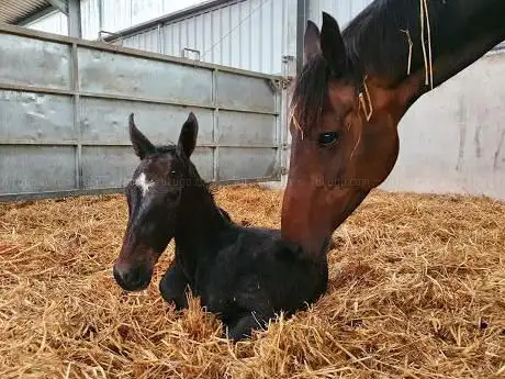 Photo de Torbeag Equestrian