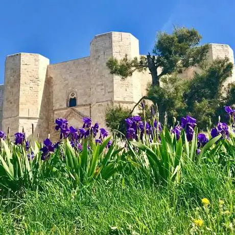 Photo de GUIDA alla visita di CASTEL DEL MONTE