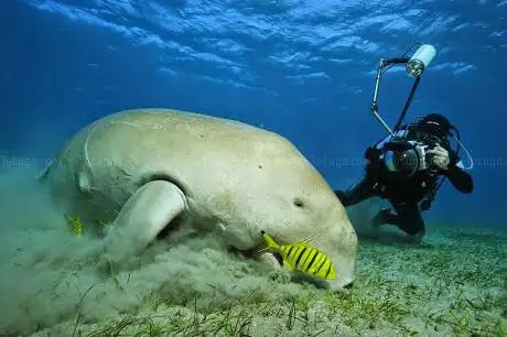 Photo de Wirodive Tauch- und Erlebnisreisen GmbH