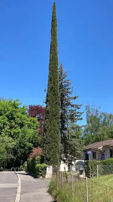 Photo de Parc de la Forêt